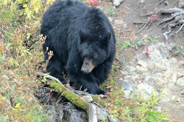 Dunraven Pass Bear